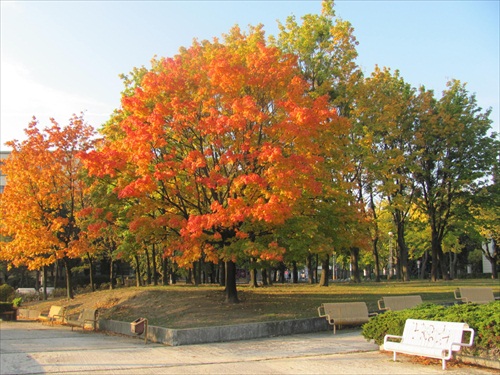(1483) Jeseň v parku sa predvádza