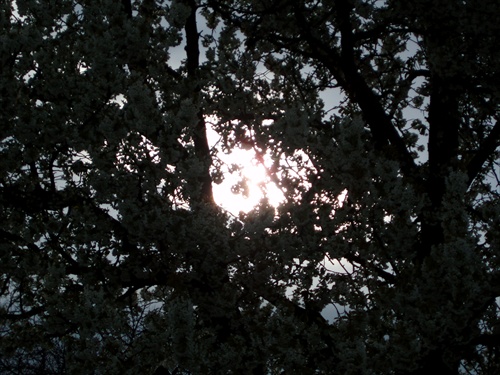 ...východ slnka za stromom...