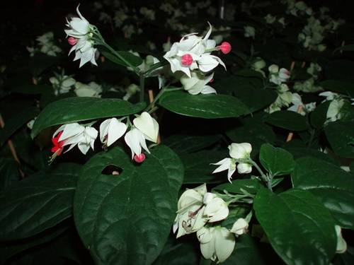 ...clerodendron
