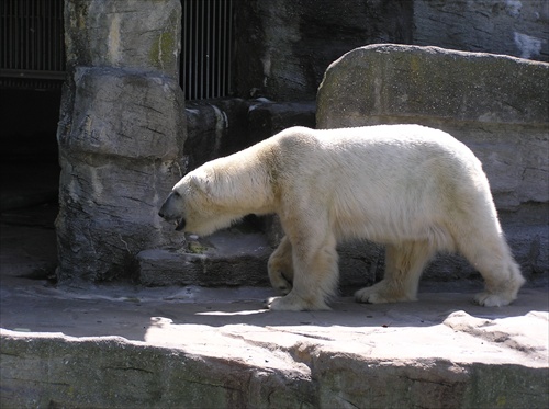 Medveď ľadový