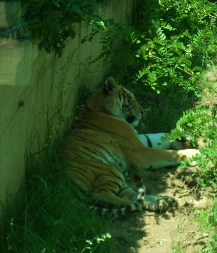 Tigria siesta