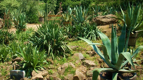 Kaktusový raj:)
