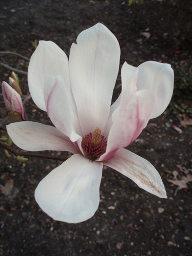 otvorena magnolia
