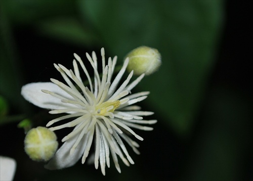 Kvet 1