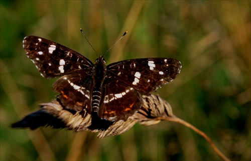 motýľ 1