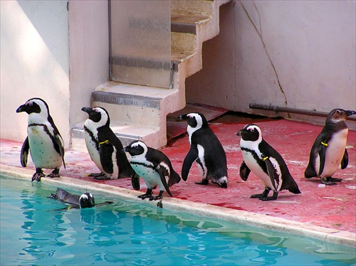 Rodinka tučniakov