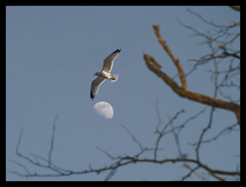 Čajka letí na mesiac