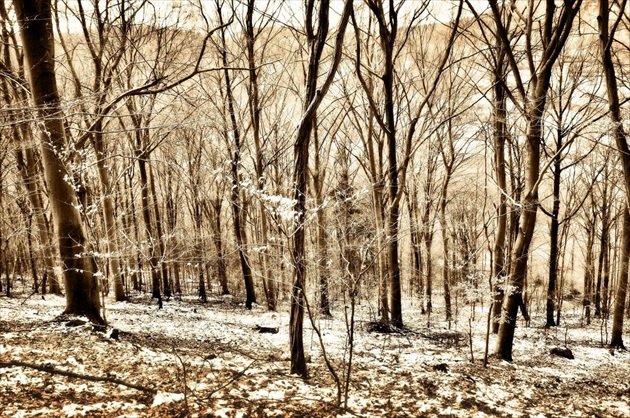 Stromy a posledný sneh