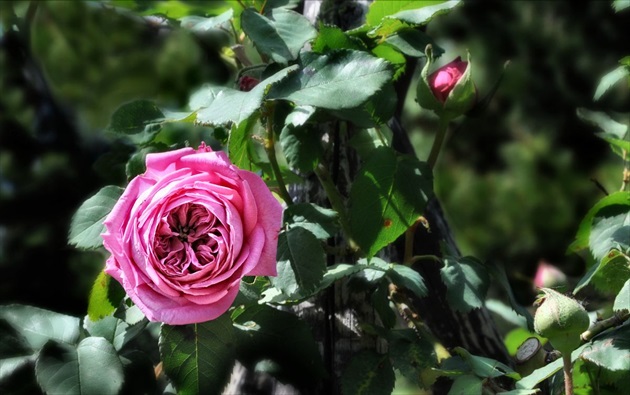 Ružová ružička