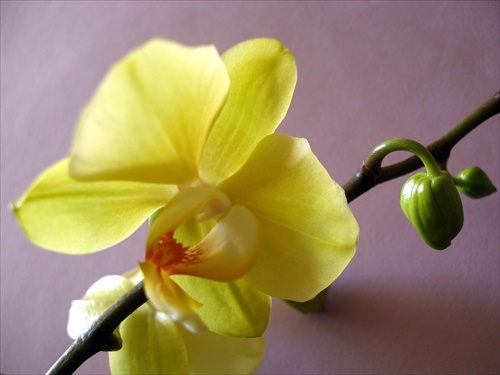 Orchidea IV