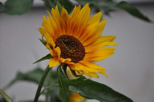 Slnečný kvet