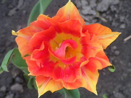 veselý tulipán