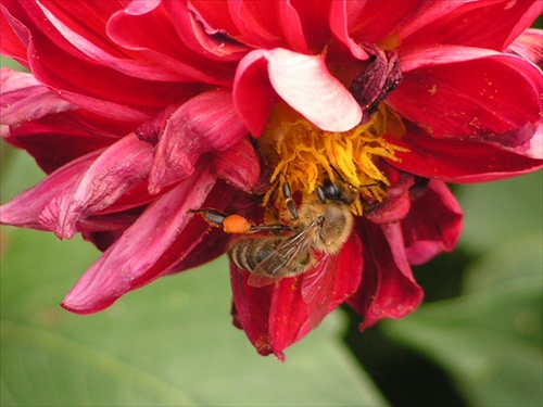 Včielka s "nákladom"