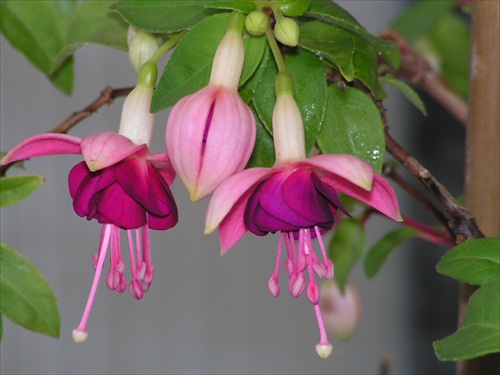 fuchsia