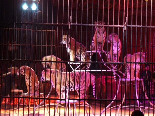 tigre- Cirkus MEDRANO