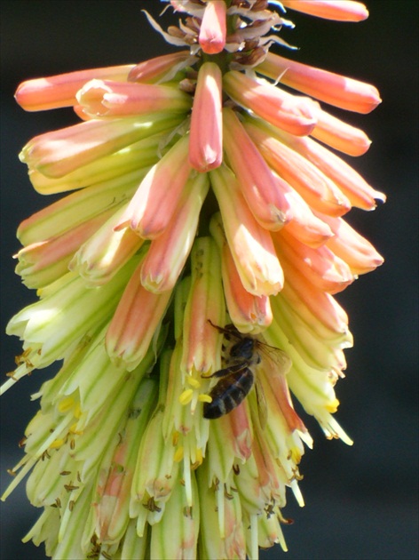 Včielka vo fakľovke