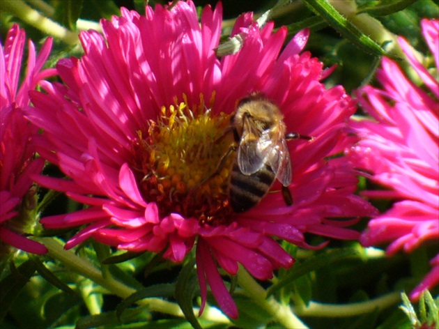 Neúnavná včielka