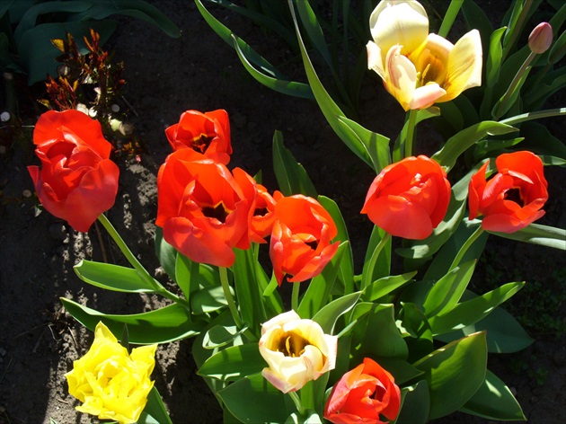 zmes tulipánov