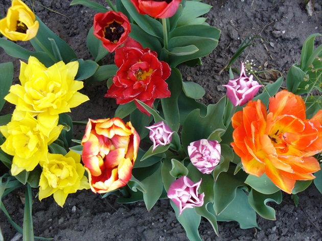tulipány trocha iné