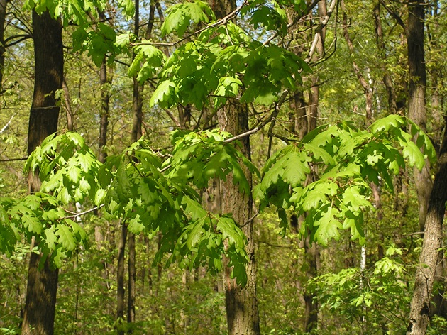 mladá zeleň v lese