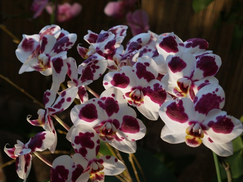Orchidka