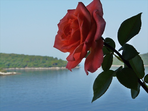 ruža "kazí" výhľad na more