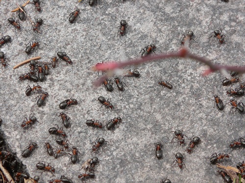 Kolpachy- mravcov je viac ako robotníkov