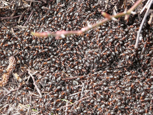 Kolpachy - mravce pracujú