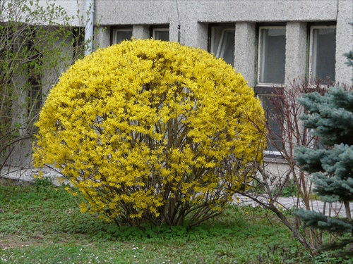 ...zlatý dážď