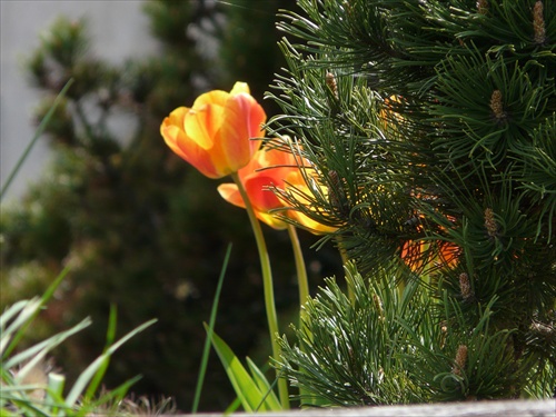...kuk,ja som tulipán