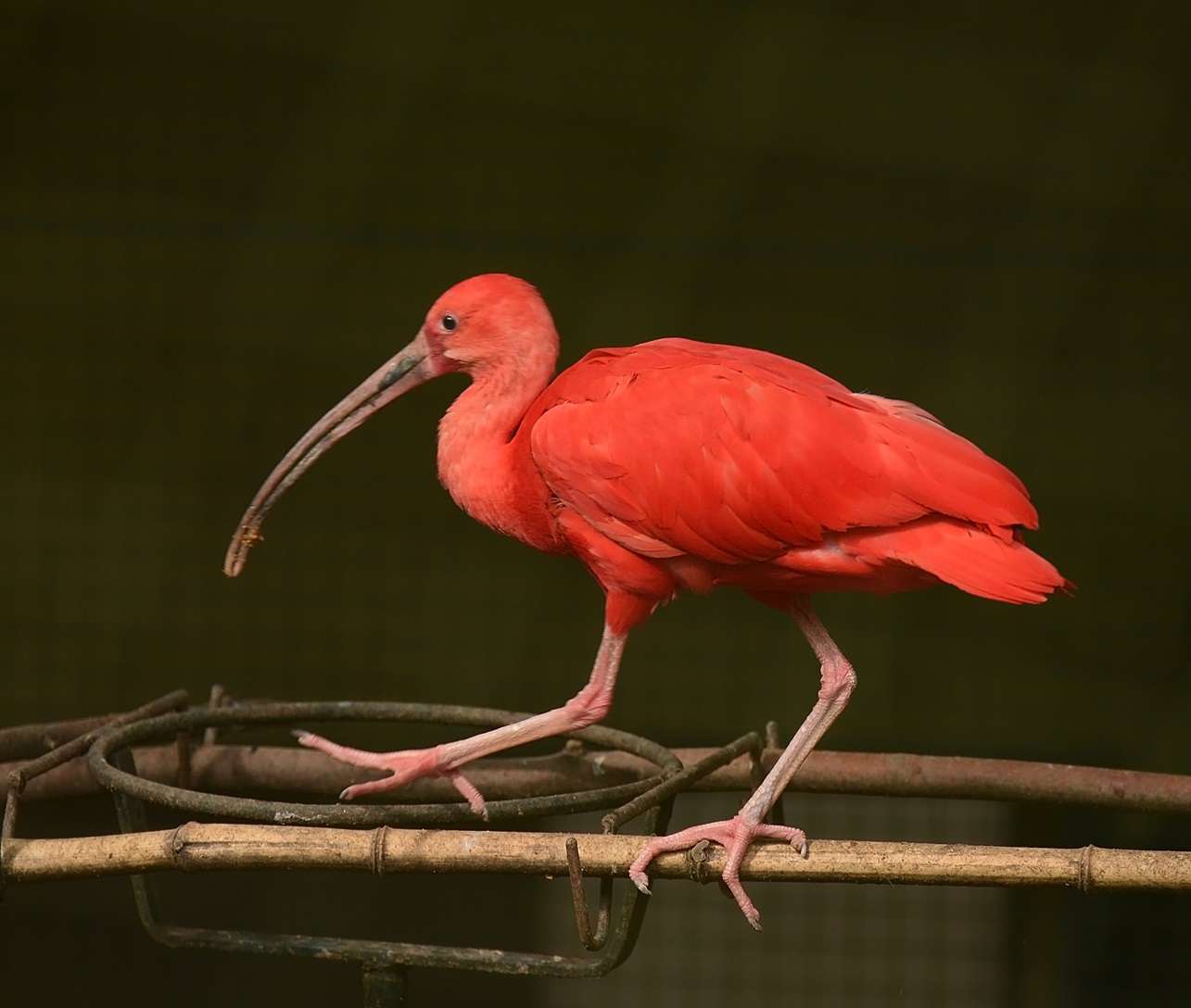 ..ibis červený ...