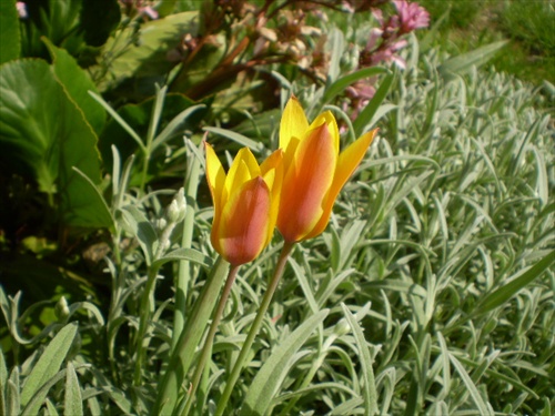 tulipánS