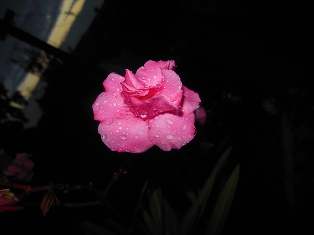 Oleander po daždi