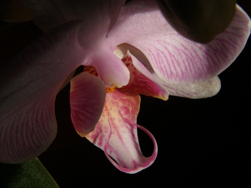 čas orchidey
