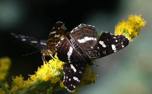 motýlie eldorádo..babôčka sieťkovaná