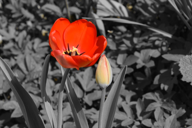 jednoducho tulipán