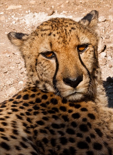 Chitah - Gepard