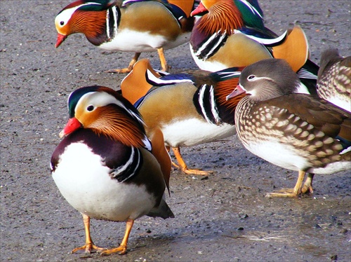 Farby a vtáky