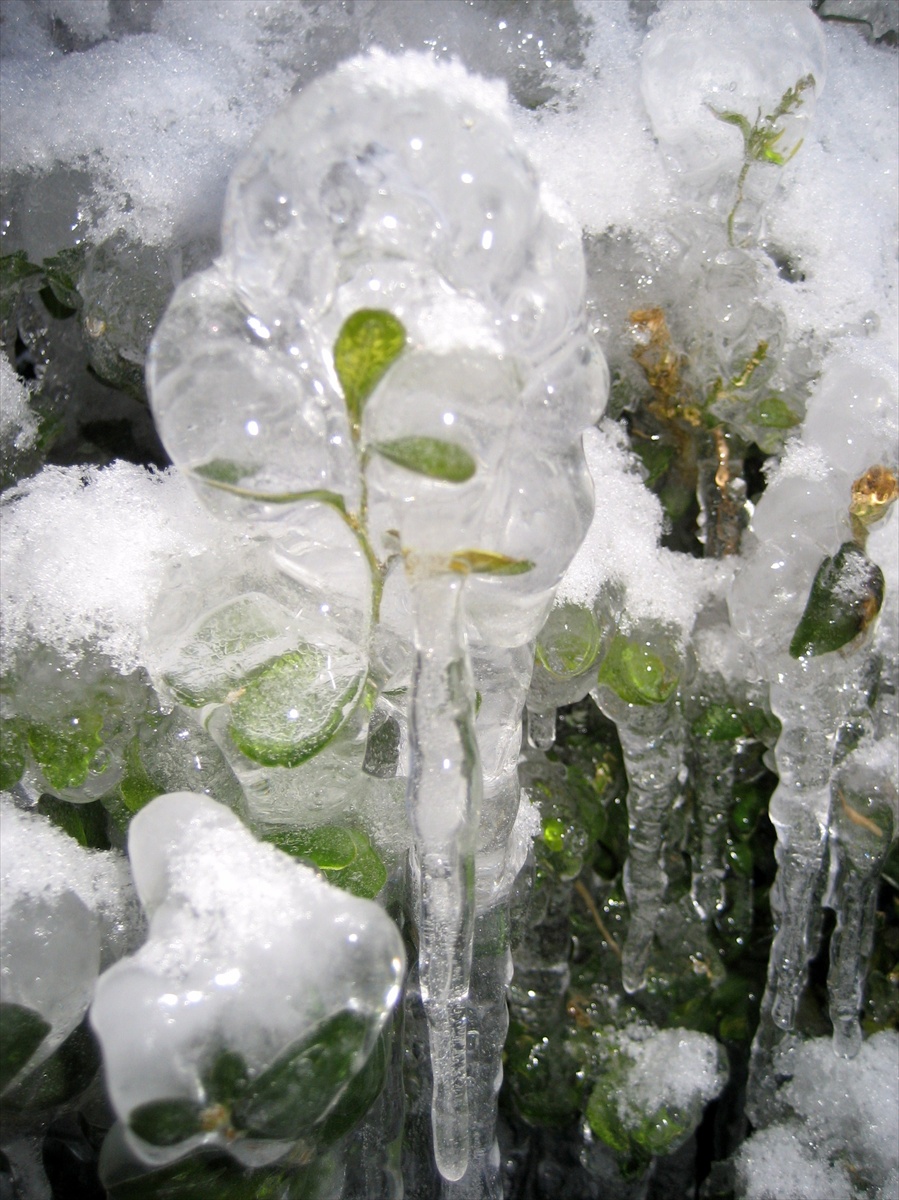 Listy v ľade