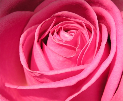 Ružové tajomstvo