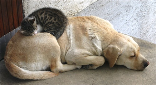 Tu neplatí: Pes a mačka, to je veľká naháňačka :-)