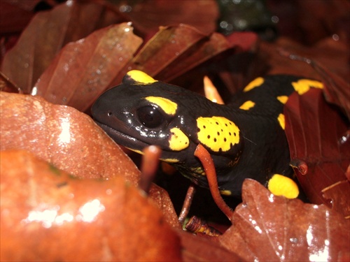 salamandrová jeseň