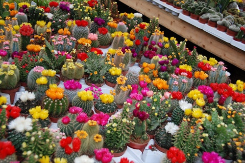 Krása rozkvitnutých kaktusov
