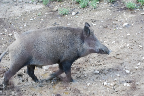 Dziva sviňa... molody kornaz.