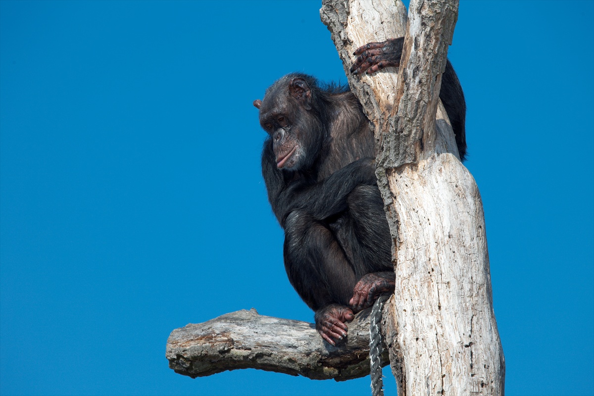 Simpanz na rozhladni
