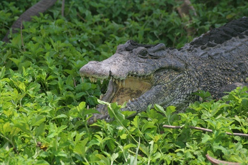 Kubansky krokodýl