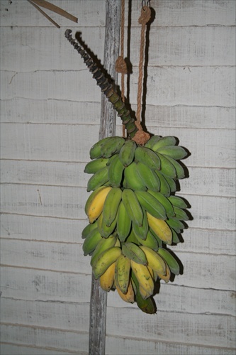 Trs bananov