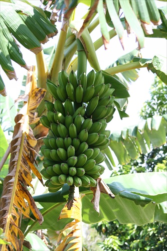 Trs bananov na strome