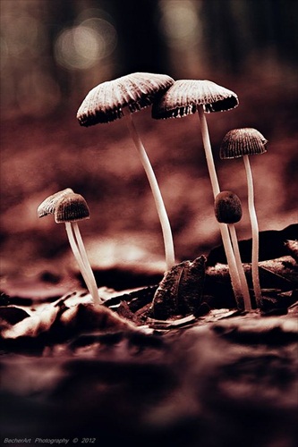 The Mushroom Family :)