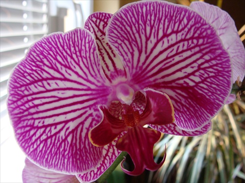 Orchidea izbová :)